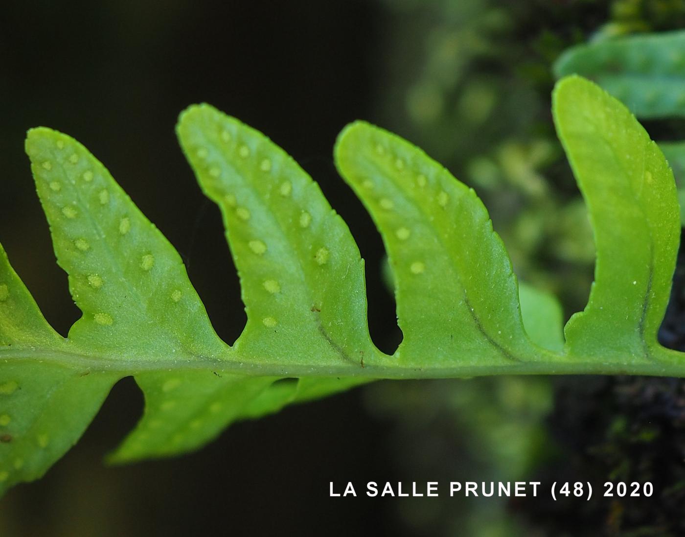 Polypody, Common flower